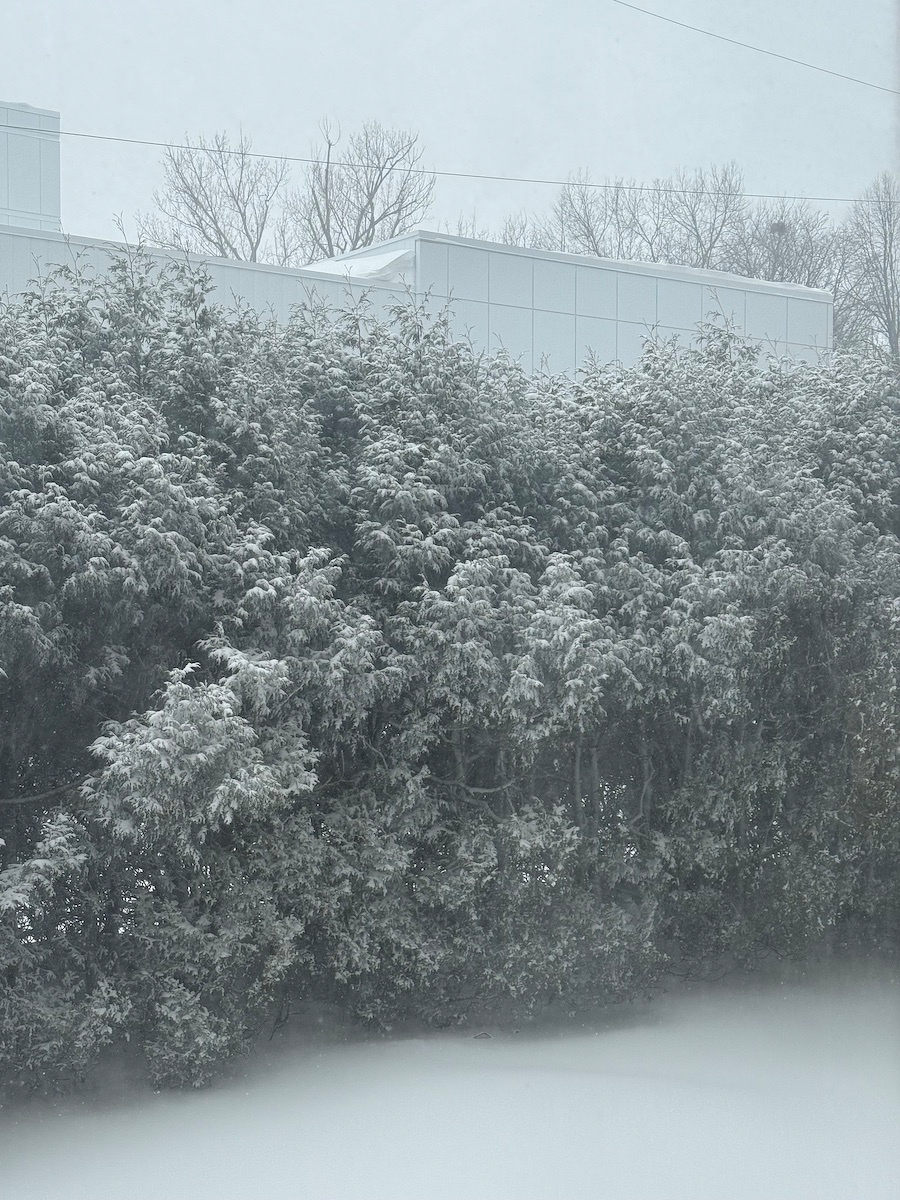 Snow-covered bushes and trees stand in front of white buildings on a wintery day.