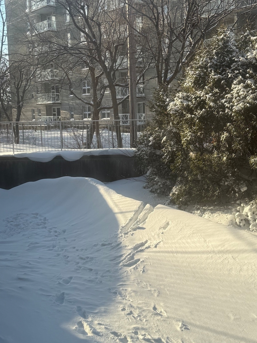 A snowy landscape features footprints in the snow, surrounded by trees and a building in the background.