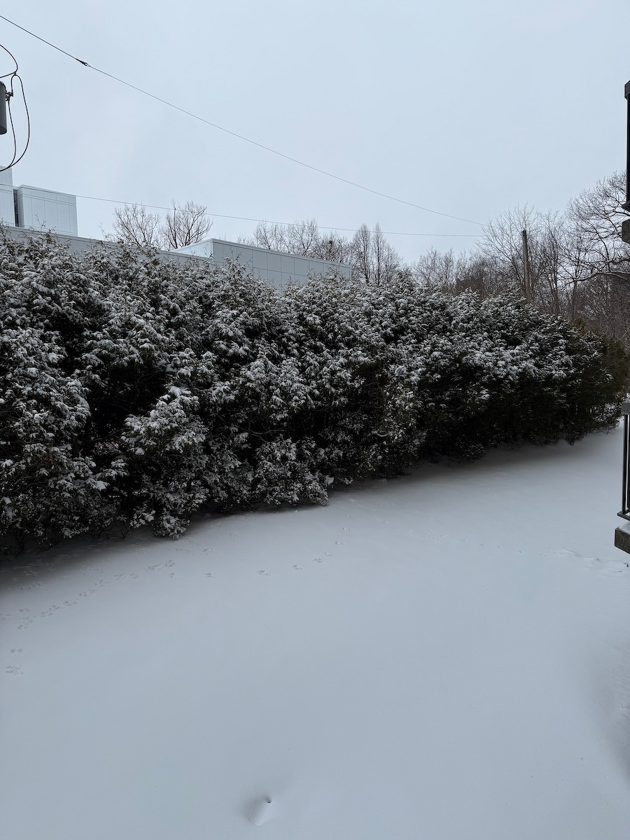 Snow-covered bushes line a wintry landscape with overcast skies.