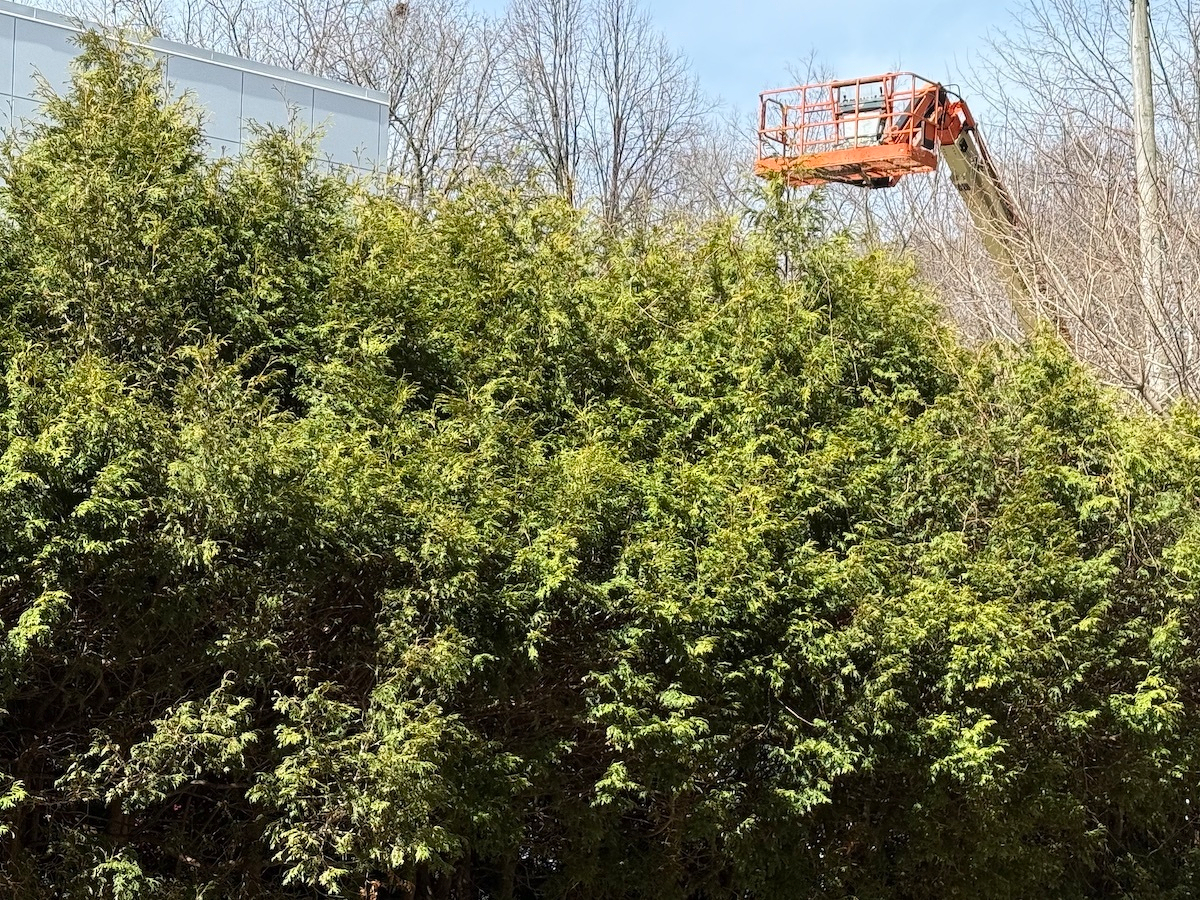 large orange maintenance crane parked to one side of the privacy hedge