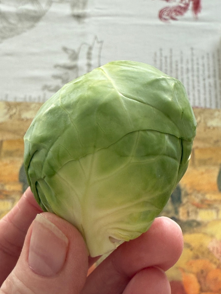 a hand holding a rather large Brussels sprout
