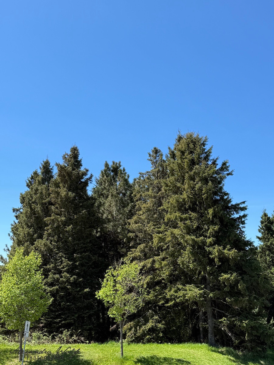 A group of tall evergreen trees stands under a clear blue sky with a few smaller trees and green grass in the foreground.