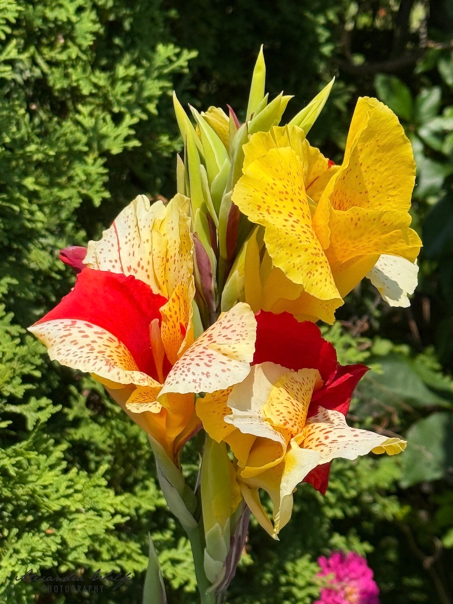 Brightly colored red, yellow, and cream flowers with speckled patterns are blooming against a backdrop of green foliage.