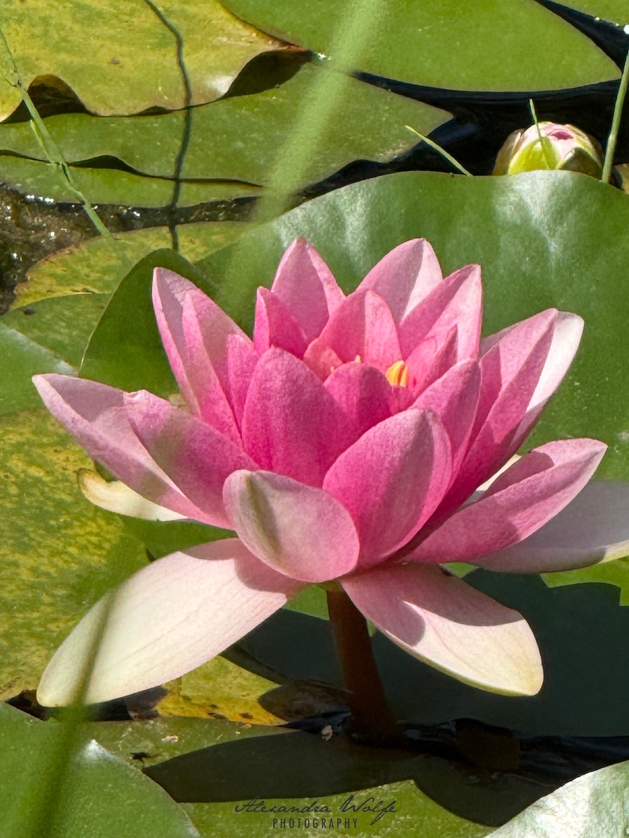 A vibrant pink water lily blossoms surrounded by green lily pads floating on the water.