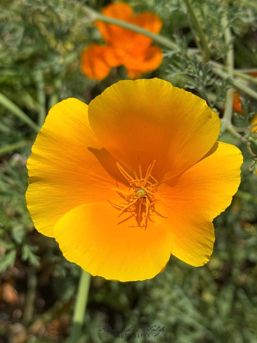 A vibrant yellow-orange poppy flower is in full bloom, standing out against a background of green leaves and another blurred orange flower.