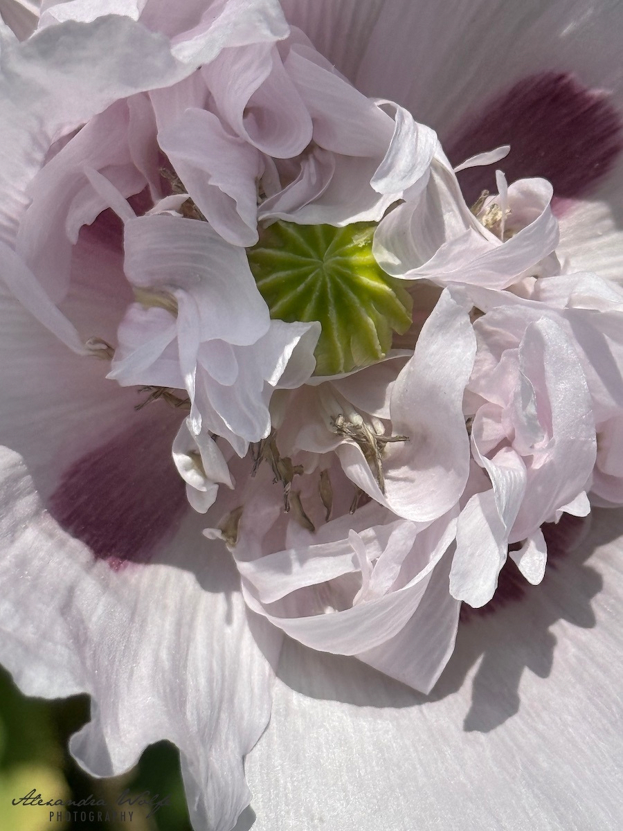 Delicate pale pink petals surround a bright green central structure with subtle dark purple markings near the base of a flower.