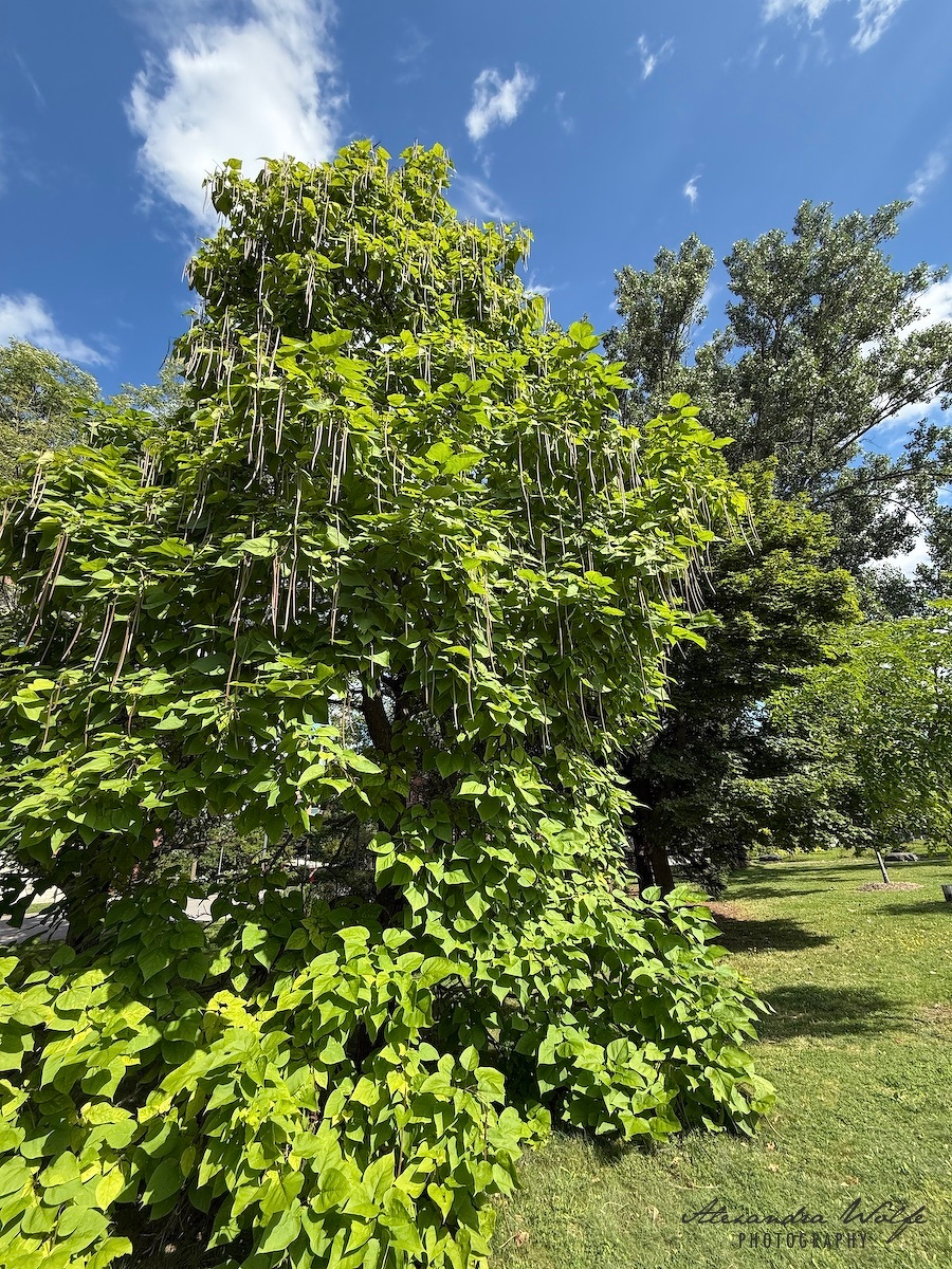 A large tree covered in thick green foliage with long, hanging bean pods stands under a bright blue sky with scattered clouds.