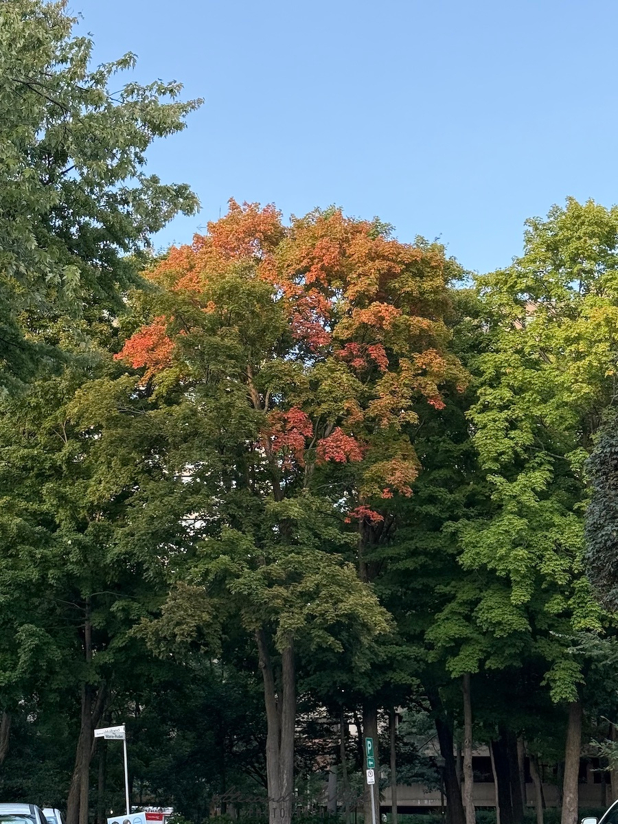 A group of trees with one showing early signs of autumn colors stands under a clear blue sky.