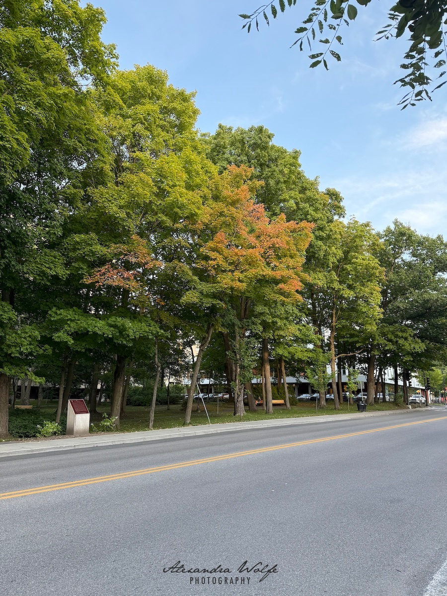 A row of trees with mostly green leaves and a few turning orange line a street under a blue sky.