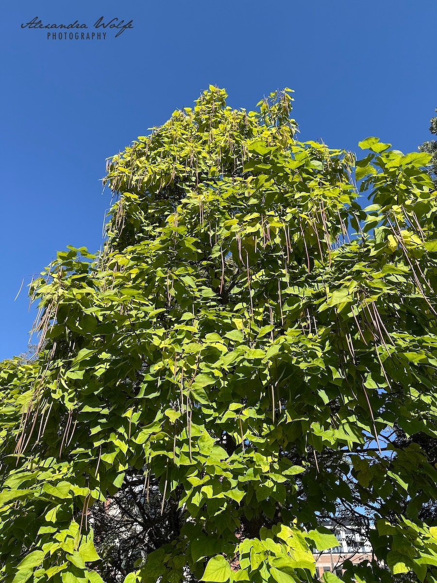 A tall tree with dense green leaves and numerous long, slender seed pods hanging from its branches stands against a clear blue sky.
