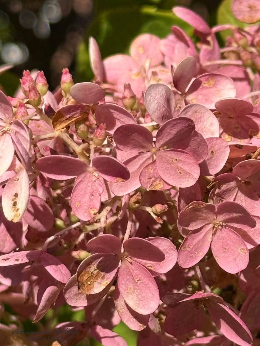 Clusters of delicate pink flowers with some leaves and small buds are shown in close-up under natural light.