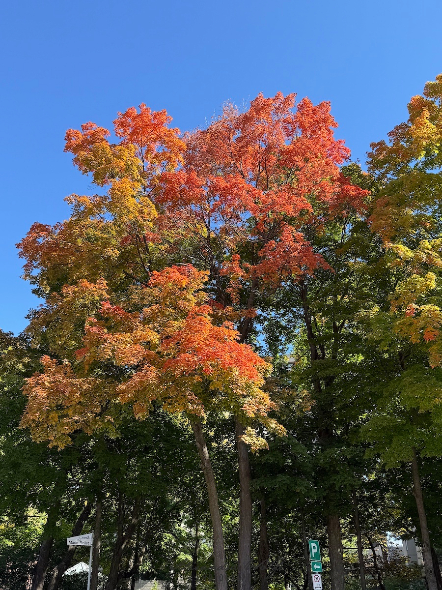 A tree with vibrant autumn foliage in shades of orange, yellow, and green stands tall against a clear blue sky.