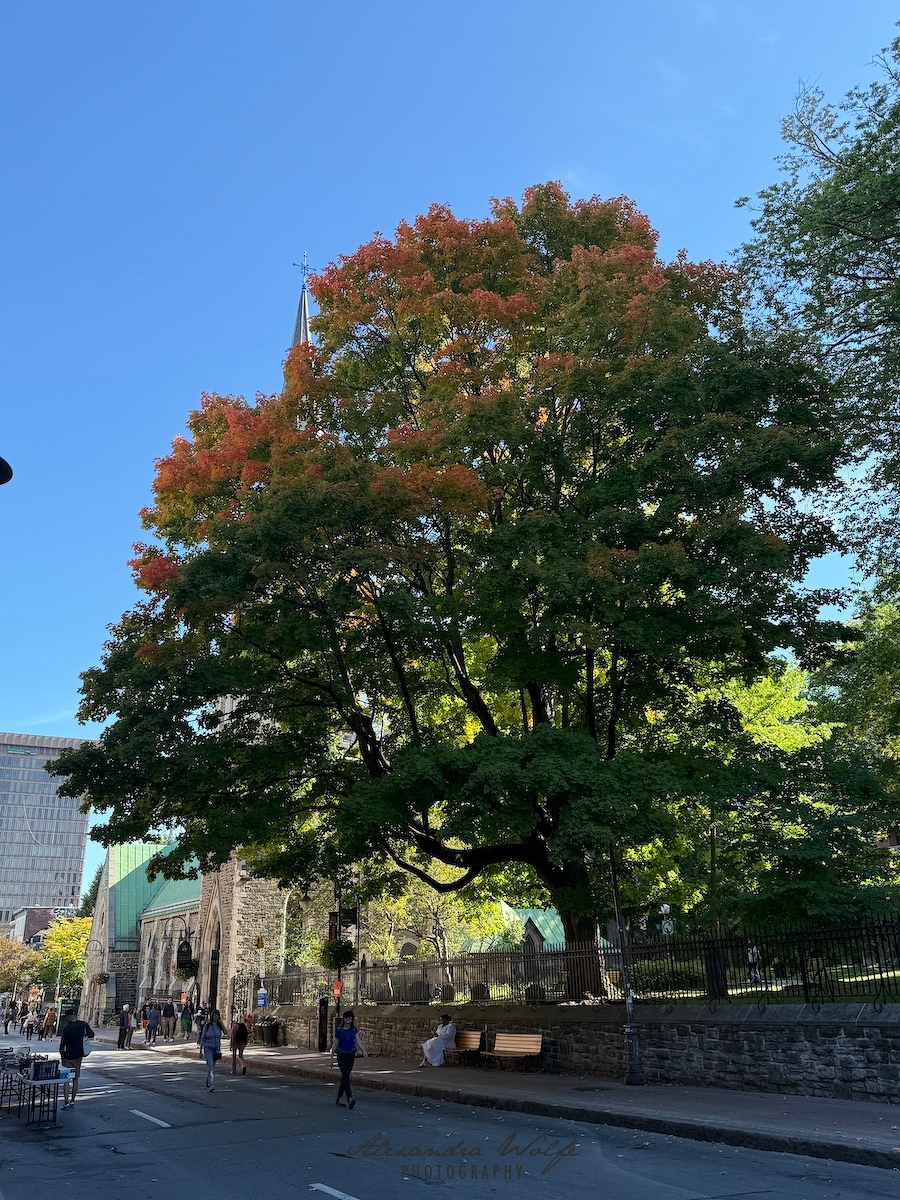 A large tree with green and orange leaves stands near a stone building with a steeple, while people walk along the street on a clear day.