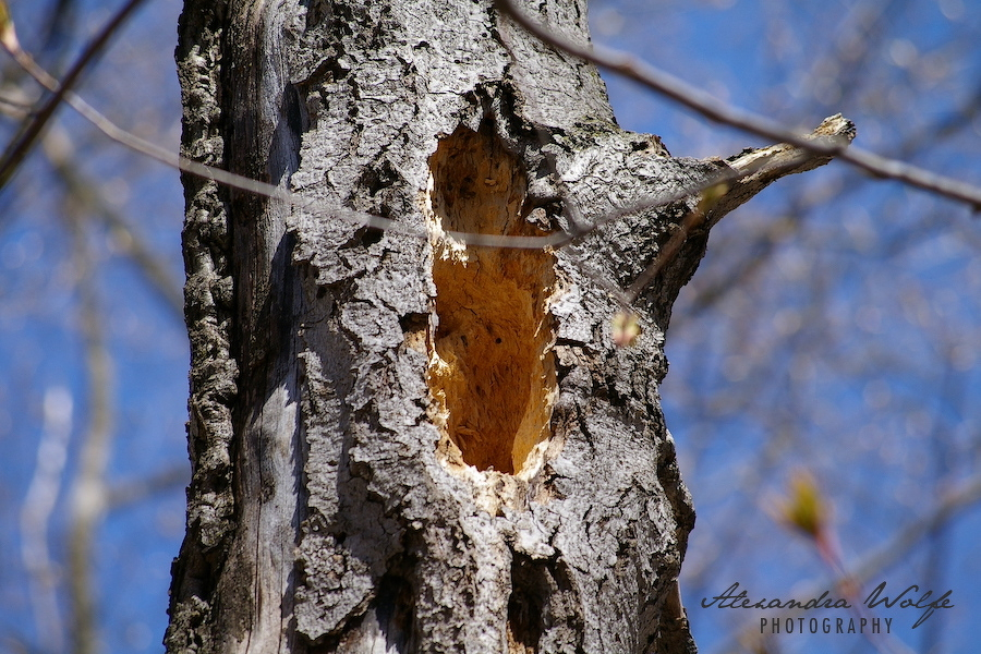 A tree with a large, rough, rectangular hole in its trunk is set against a clear blue sky.
