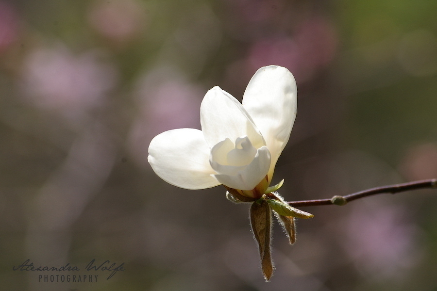 A white magnolia flower is blooming on a branch against a softly blurred background.