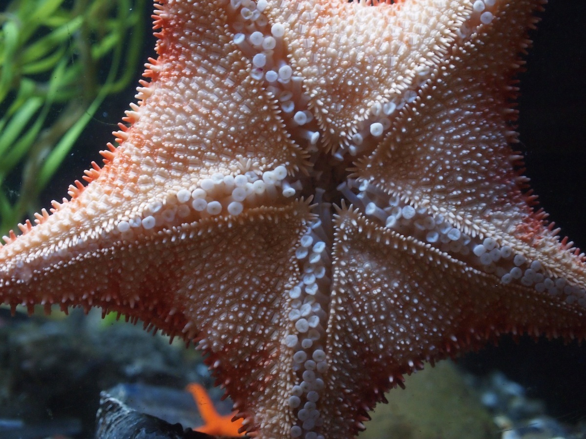 A starfish with textured skin and numerous tube feet is visible against a dark underwater background.