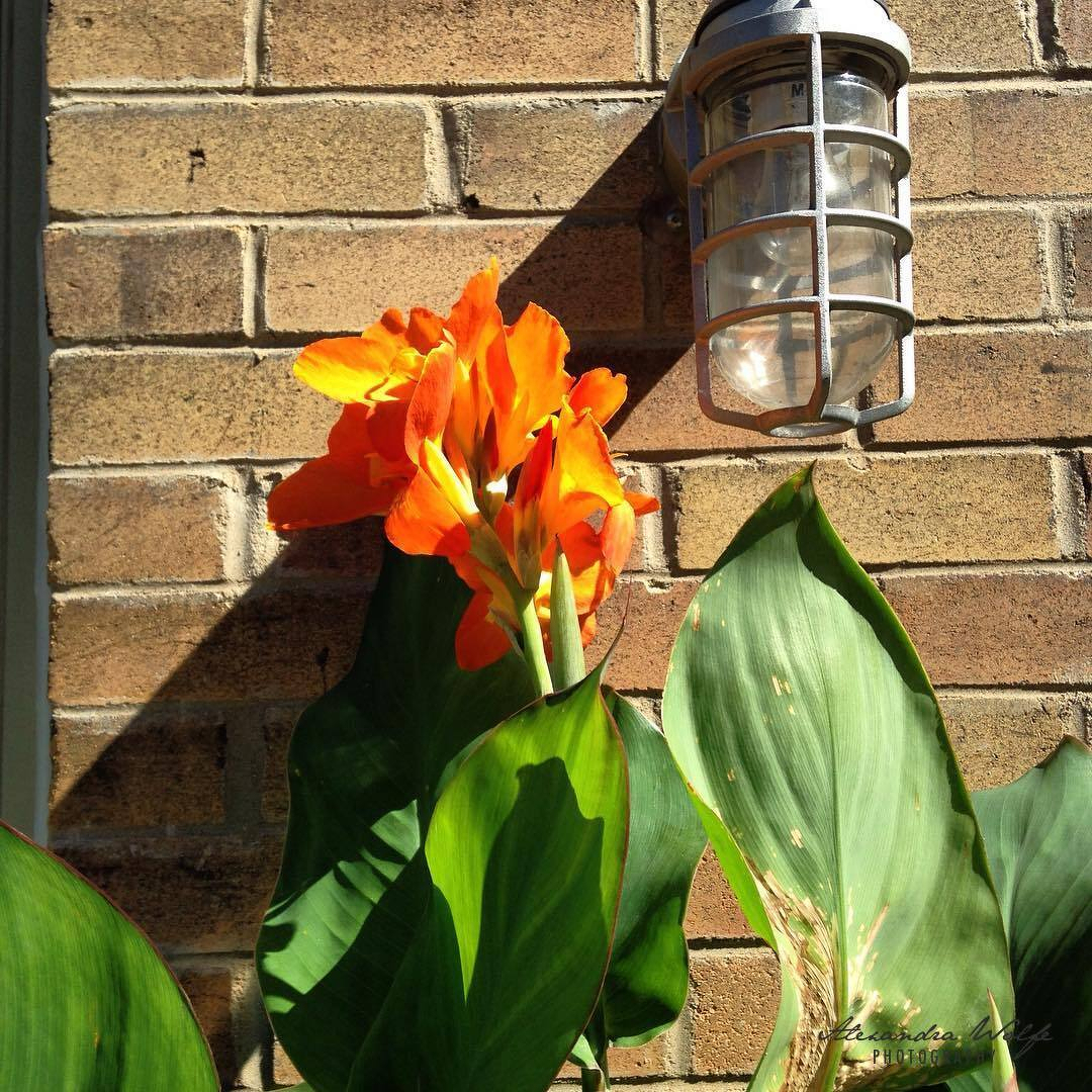 Bright orange flowers with large green leaves are positioned in front of a brick wall beside a mounted outdoor light fixture.