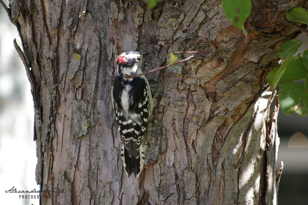 A woodpecker with black and white feathers and a red patch on its head is perched on a tree trunk.