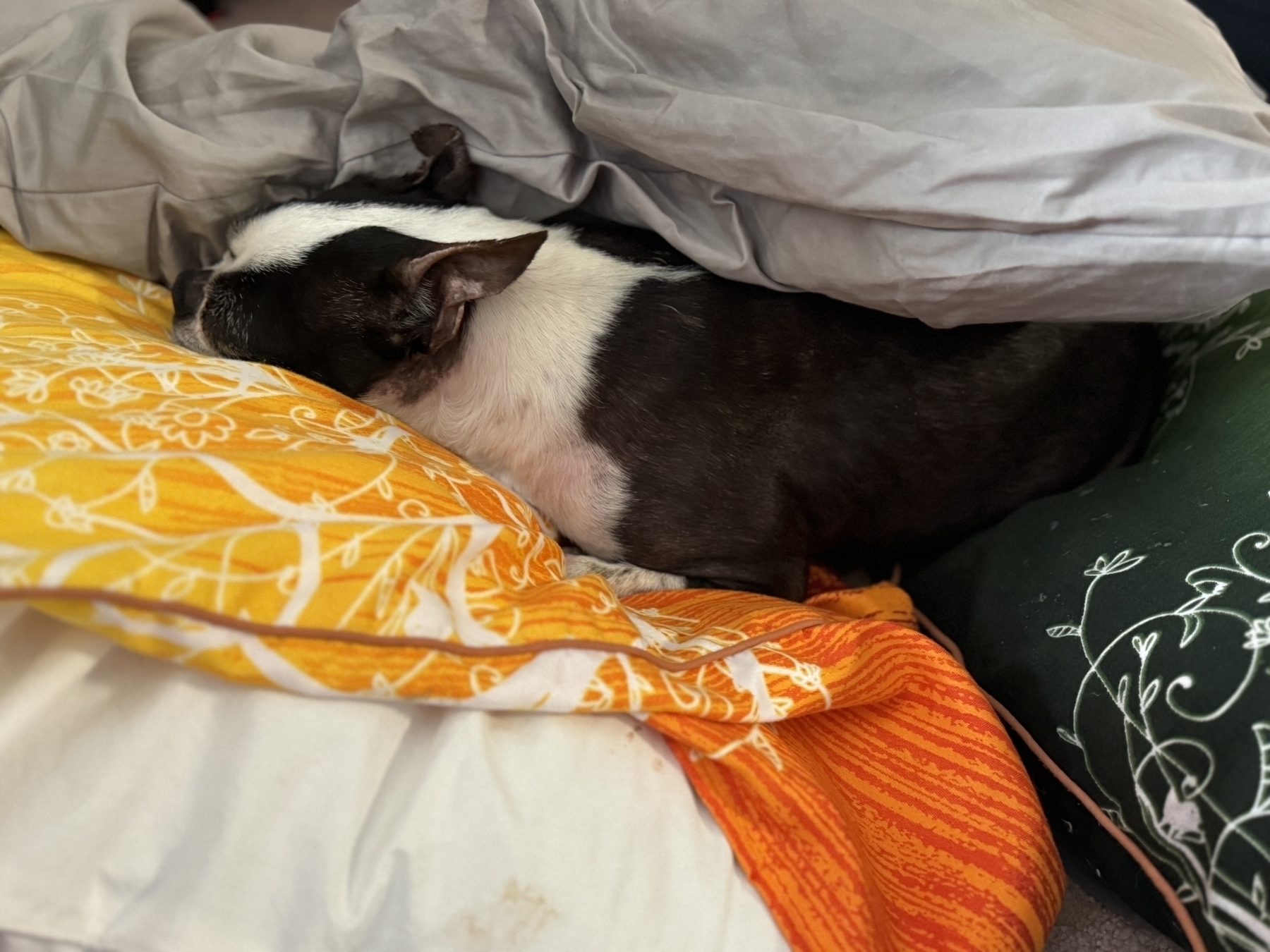 The same Boston terrier is curled up and sleeping in the same spot.