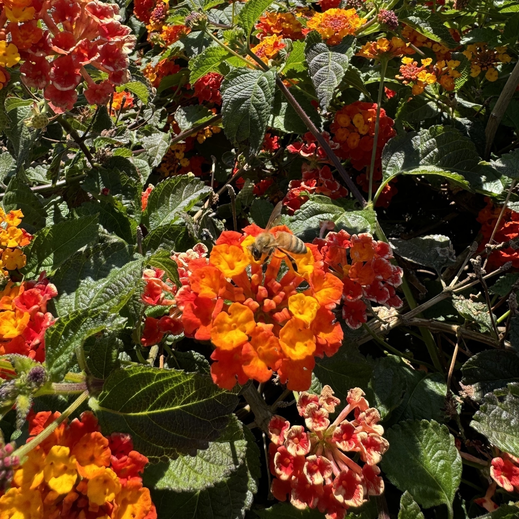 A bee is working its way through a bush covered in bright oranges, red, and yellow flowers.