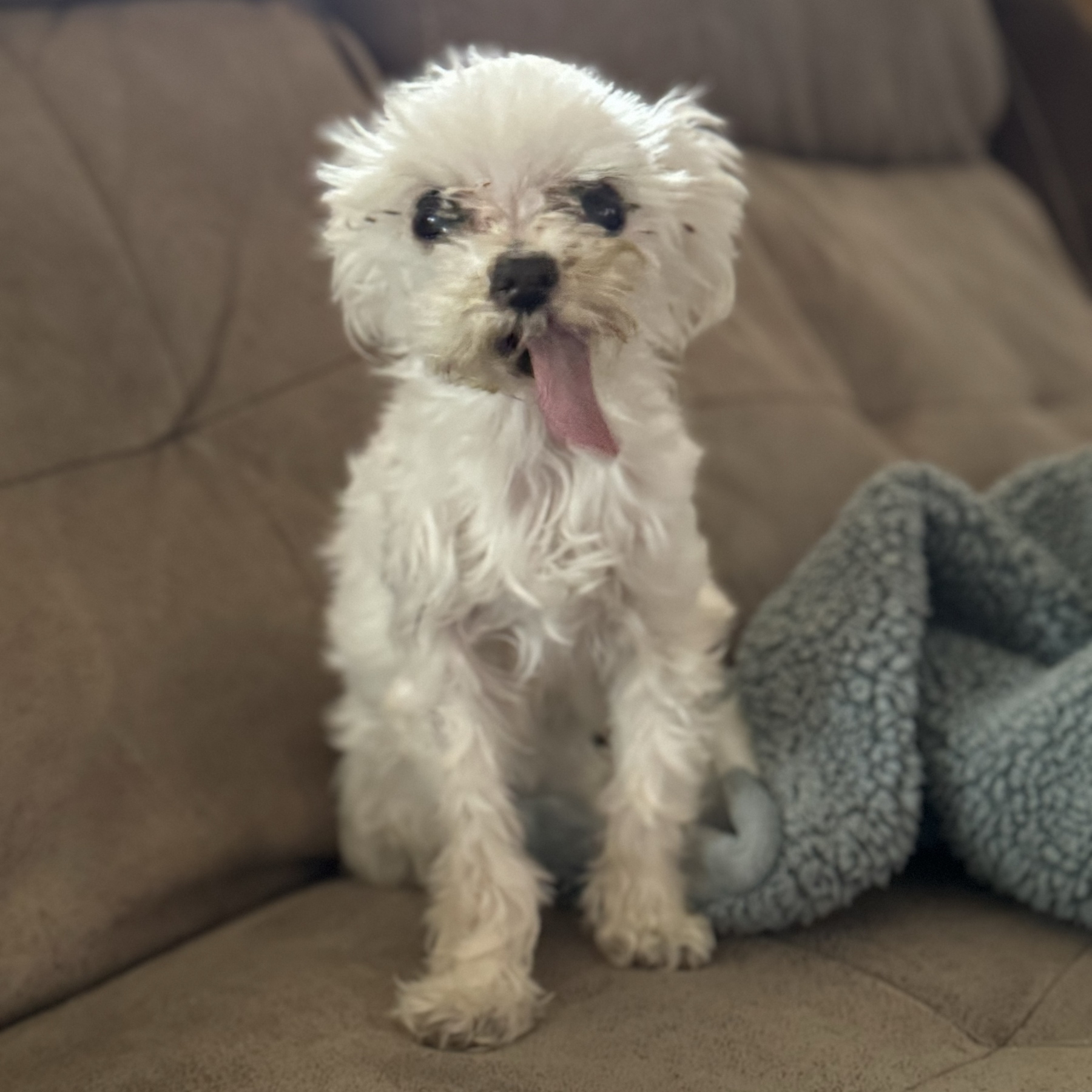 A Maltese dog caught mid-lick. She’s sitting on a couch and seems to be licking the air. Her pink tongue is as long as her head.