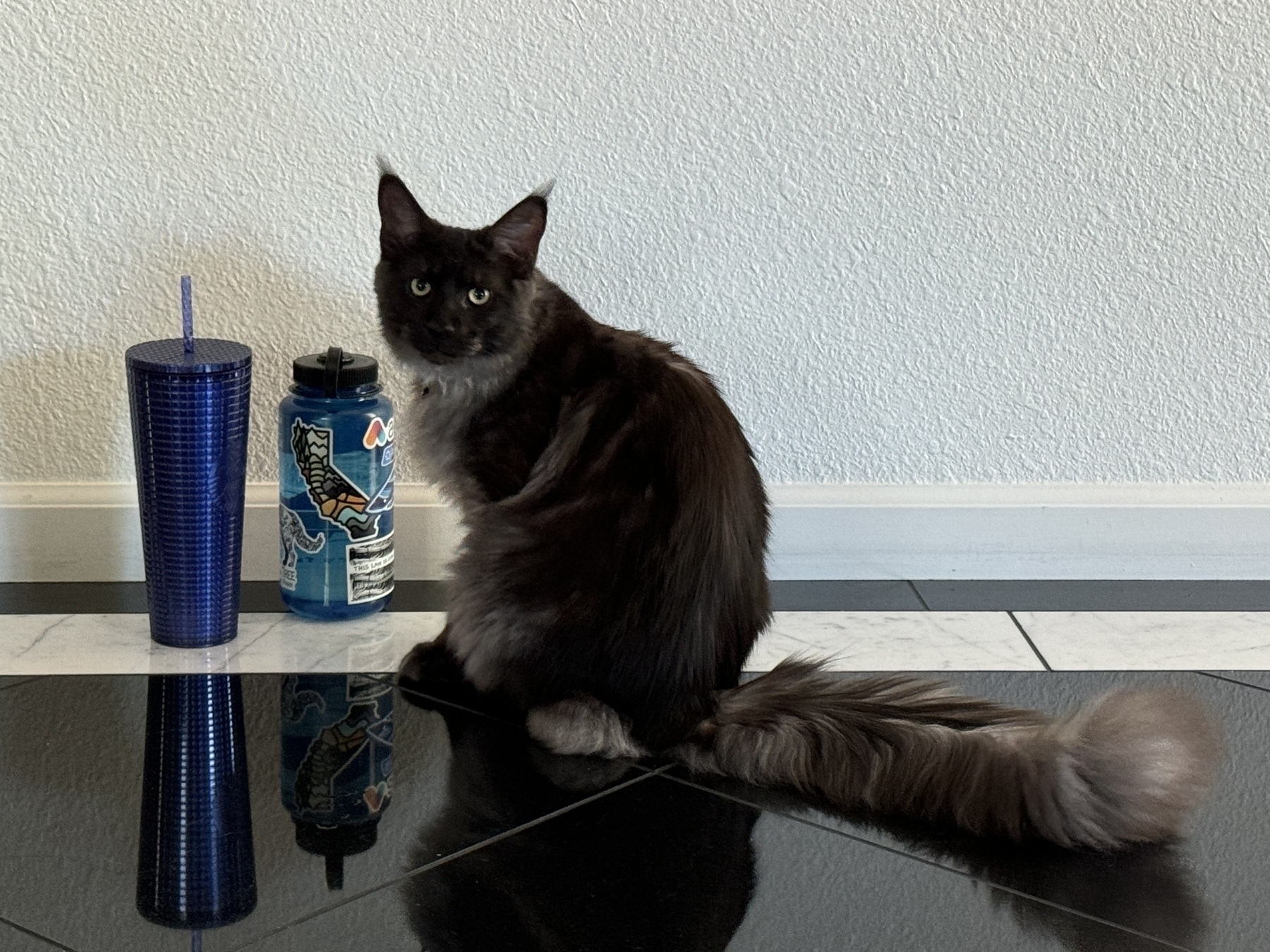 A Maine coon cat is sitting on a shiny floor. His floofy tail is longer than he is.