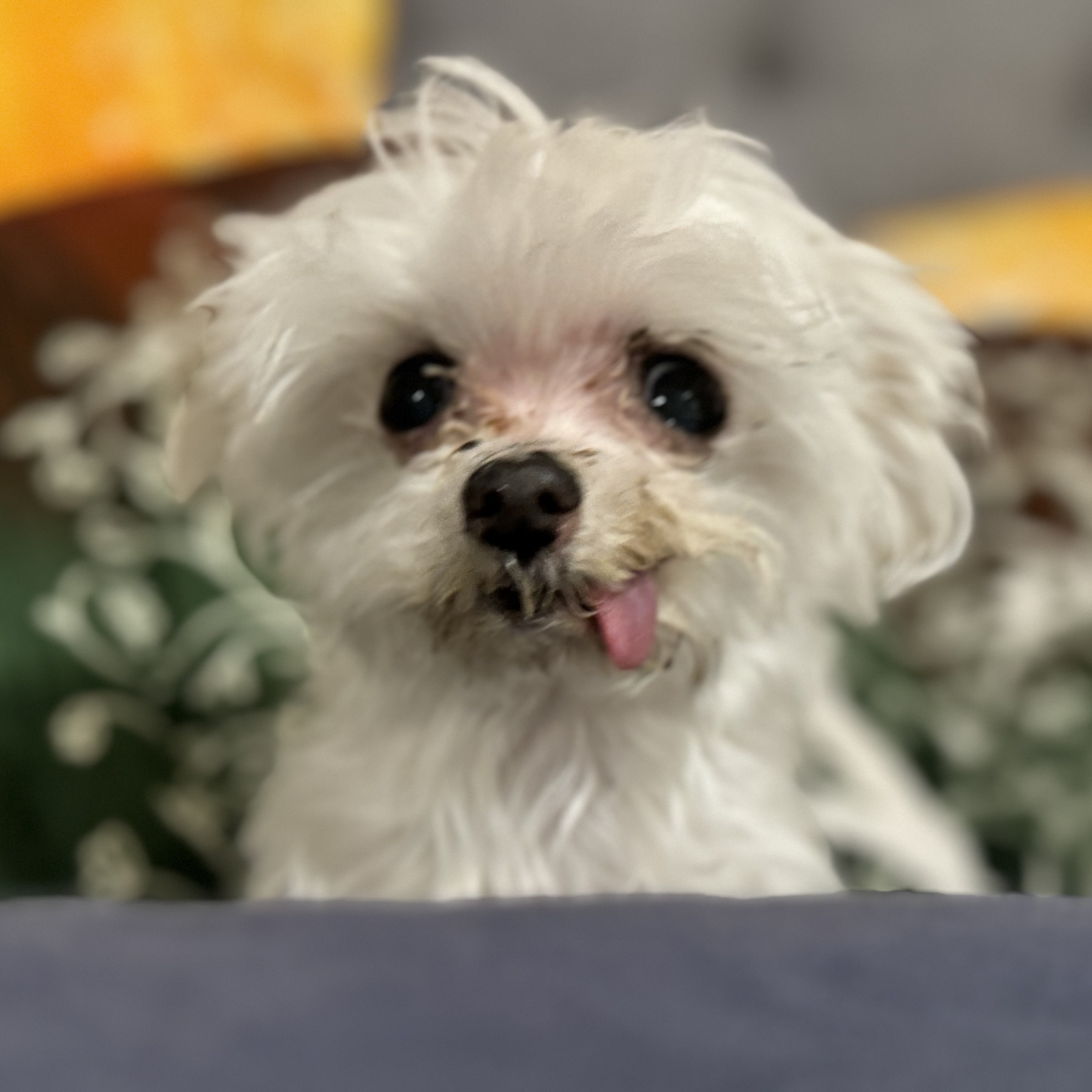 A 3 lb Maltese dog sits between some pillows. She’s staring at the camera, fuzzy white fur, big black eyes and a pink tongue hanging out the side of her closed mouth.