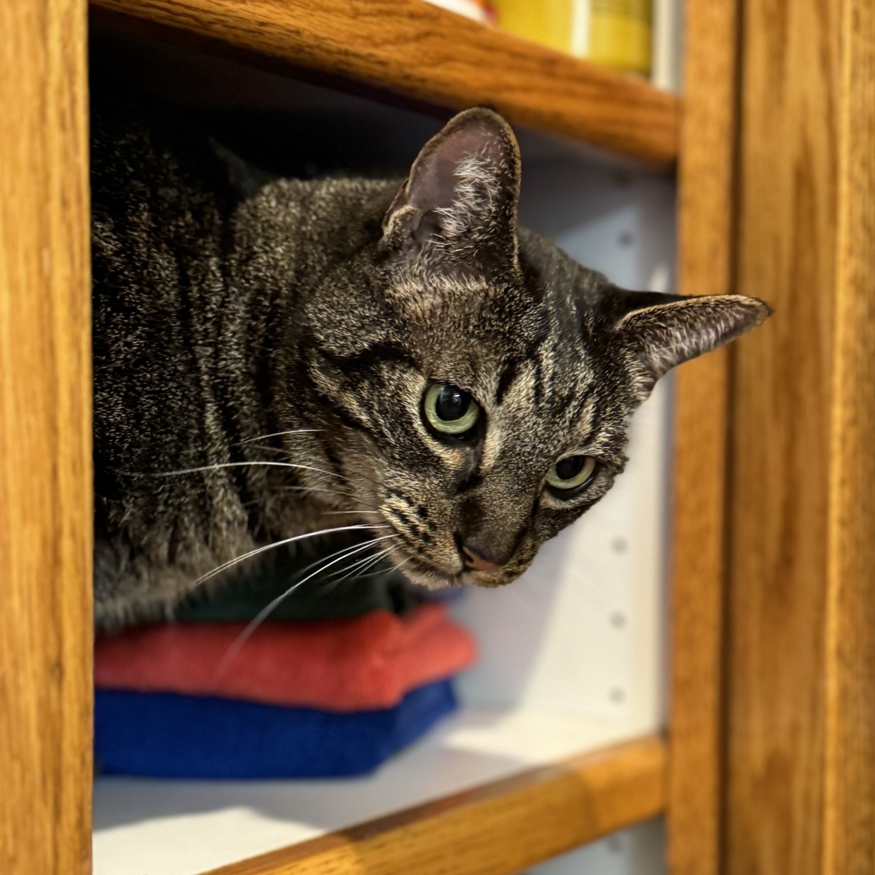 A brown striped kitty is poking her head out of a cupboard door. There’s a stack of colored towels behind her. It was straight and tidy until a couple of minutes ago.