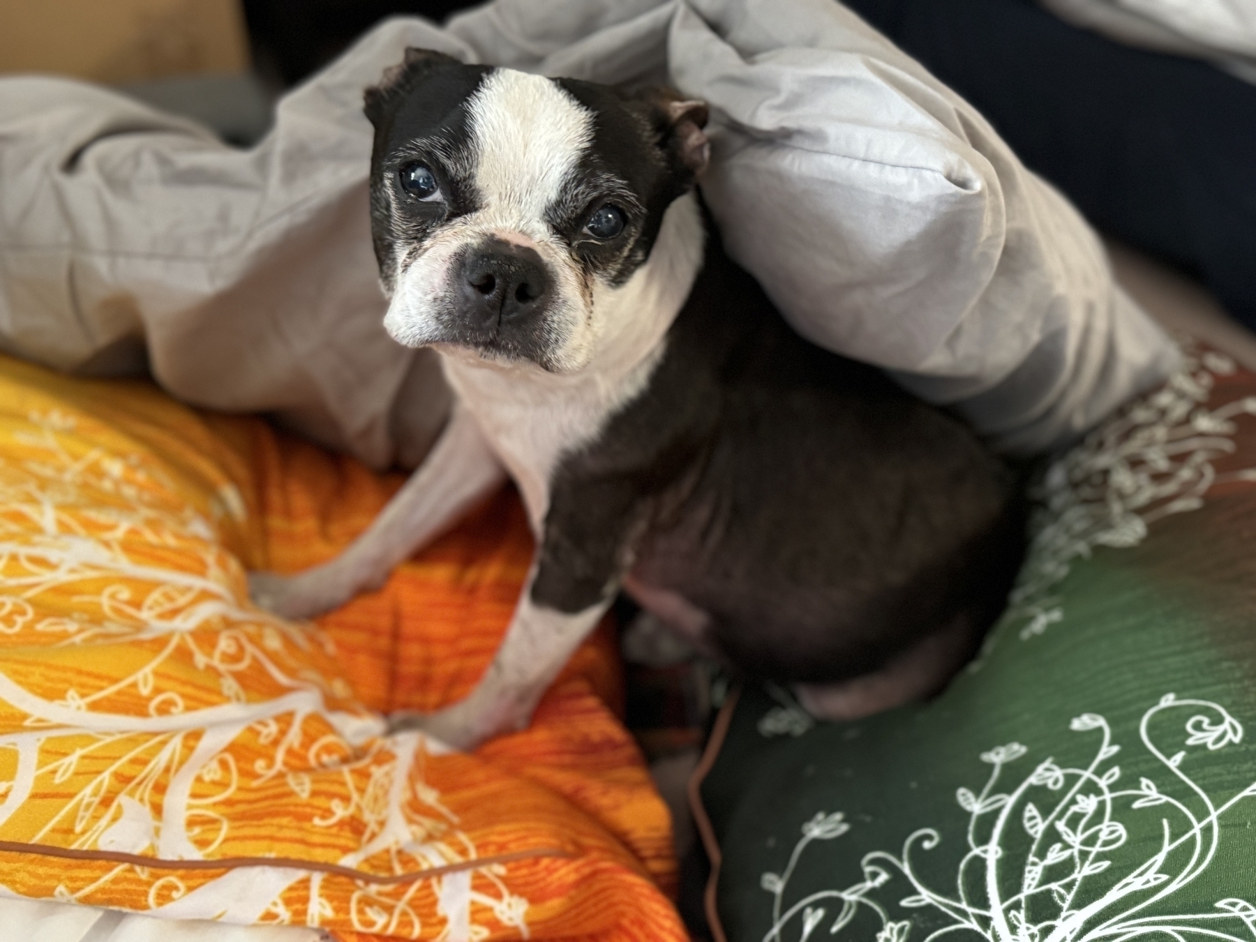 A Boston terrier is burrowed in between several large, colorful pillows.