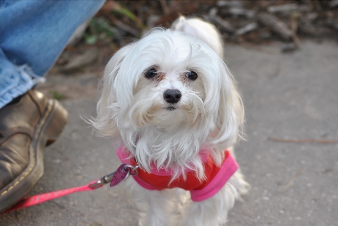 A tiny white Maltese dog is standing outside wearing a little pink harness, ready to adventure.