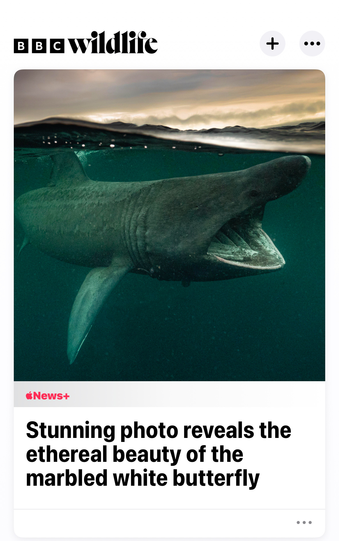 A picture of a shark above a headline: Stunning photo reveals the ethereal beauty of the marbled white butterfly