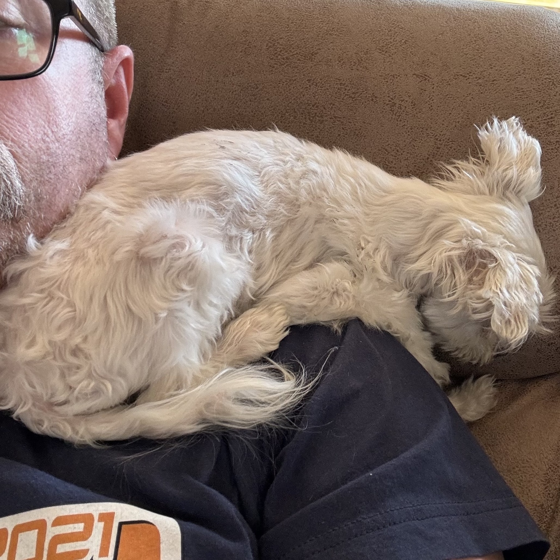 A tiny white Maltese dog is nestled between my neck and shoulder.