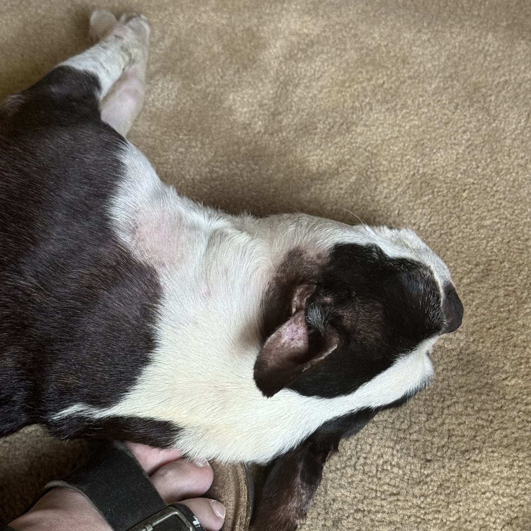 A Boston terrier is sleeping on the floor, pressed against my sandaled foot.