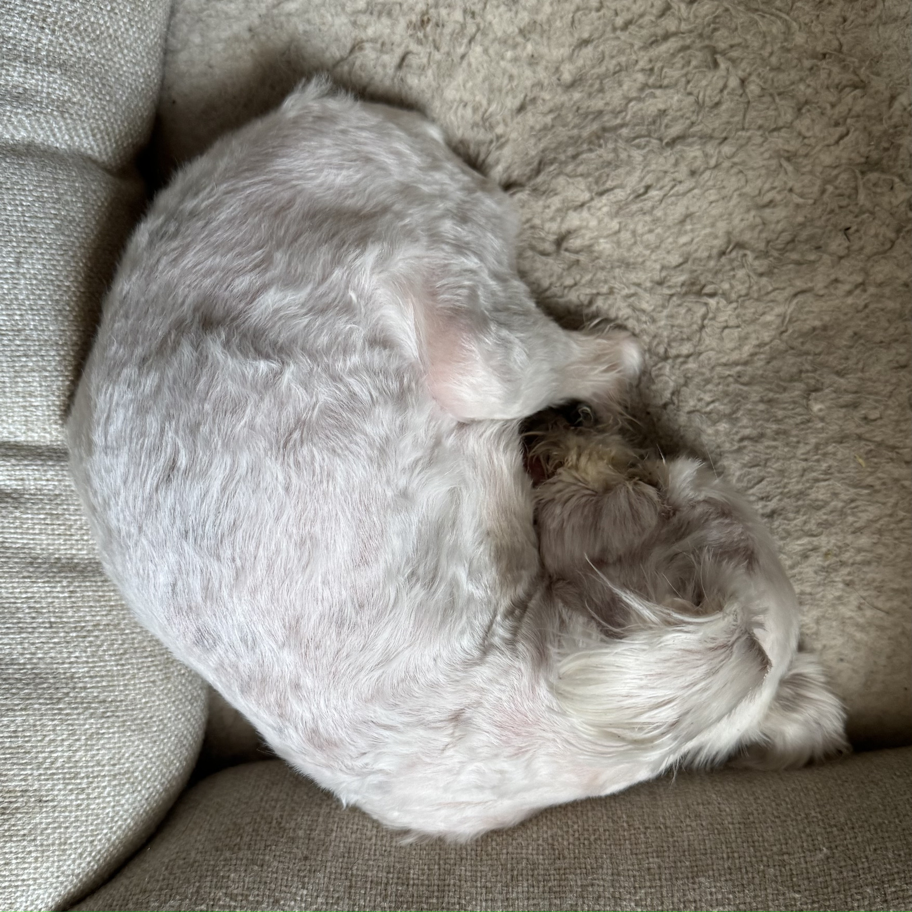 A tiny white Maltese is curled up on a fuzzy warm bed. Her hair is very short with pink skin showing through. You can see a glimpse of her tongue hanging out the side of her mouth.