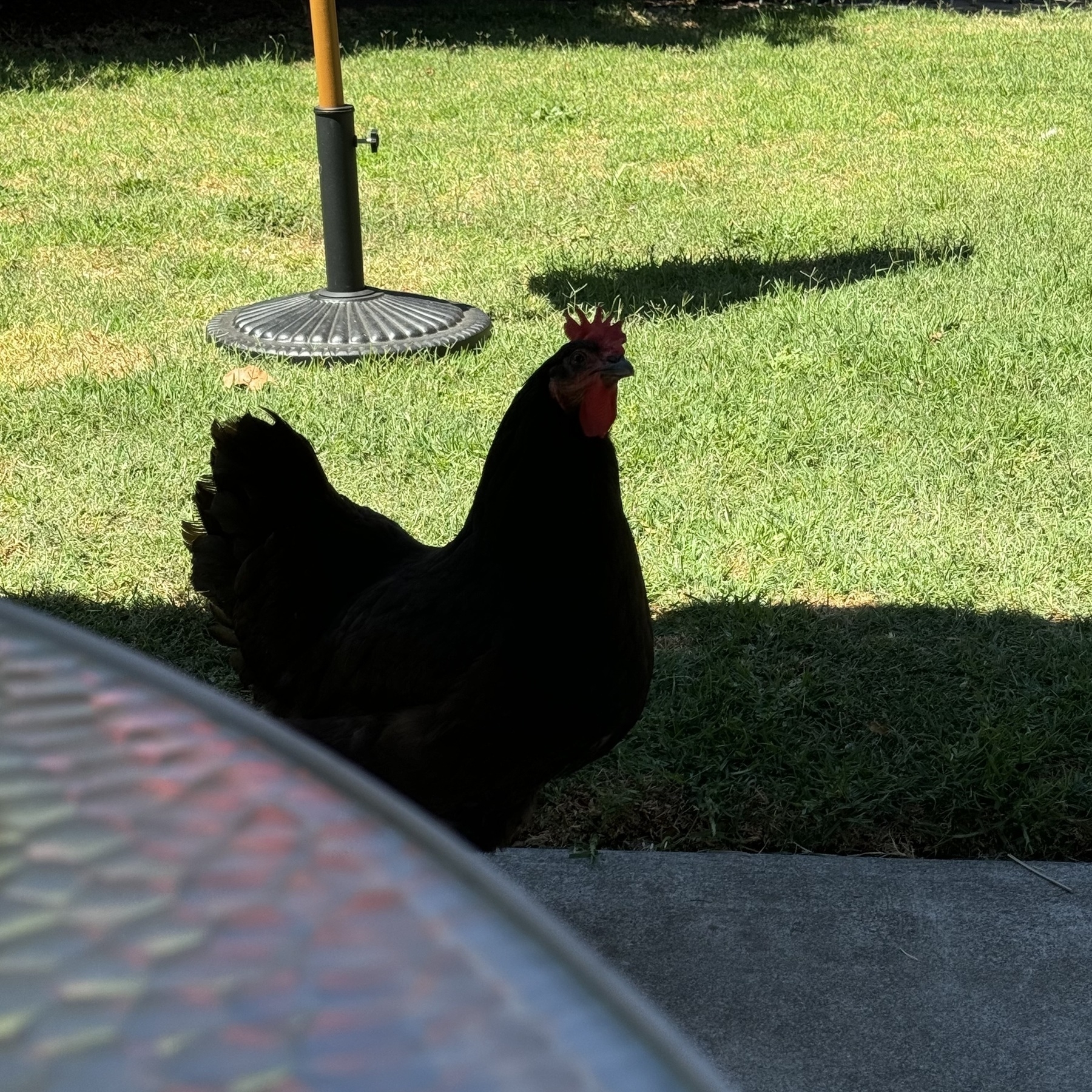 A black hen stands in the shadow of a back yard shelter. She’s watching very closely to make sure the diner isn’t up to shenanigans.