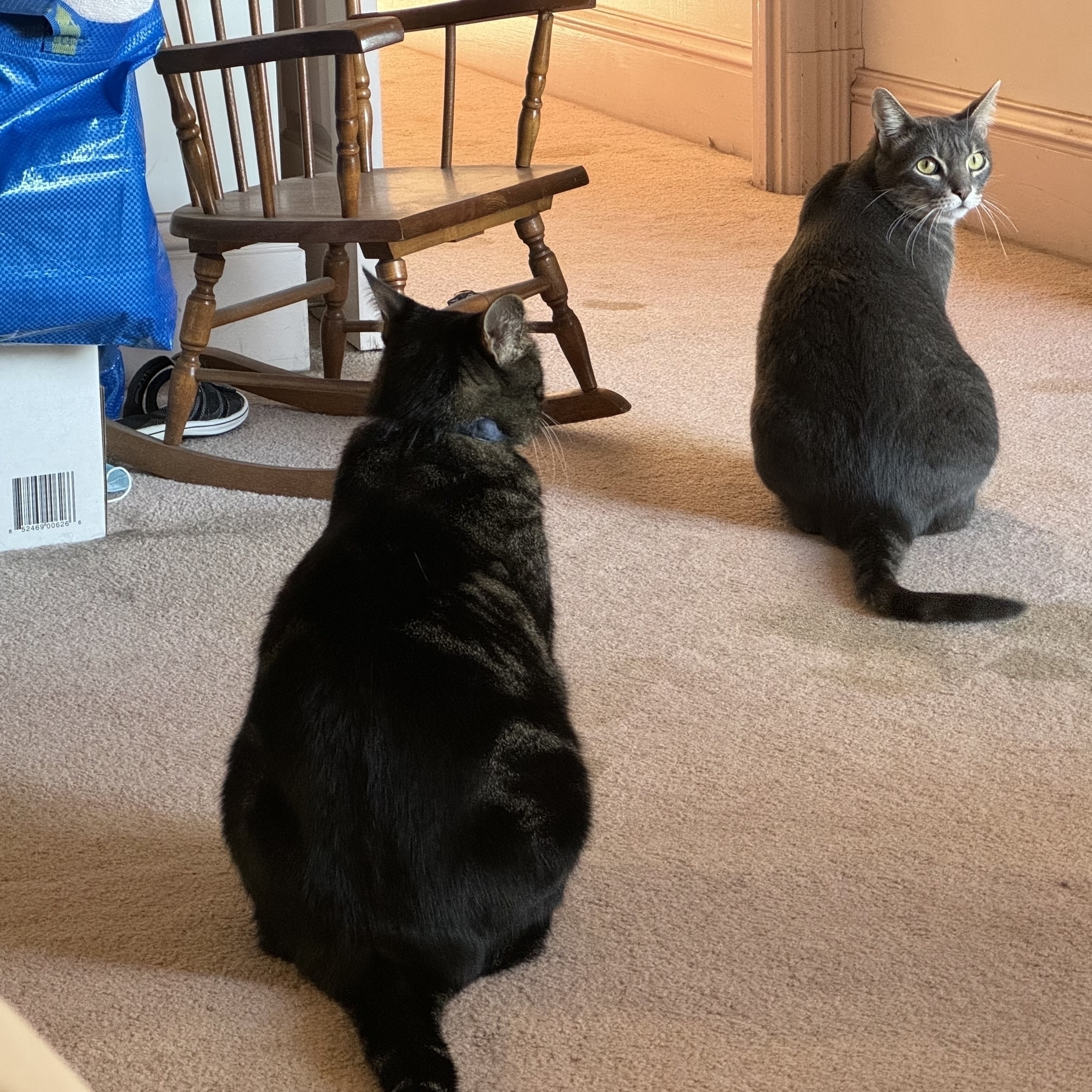 2 cats are sitting on a bedroom floor, facing away from the camera. One is looking back over his shoulder.