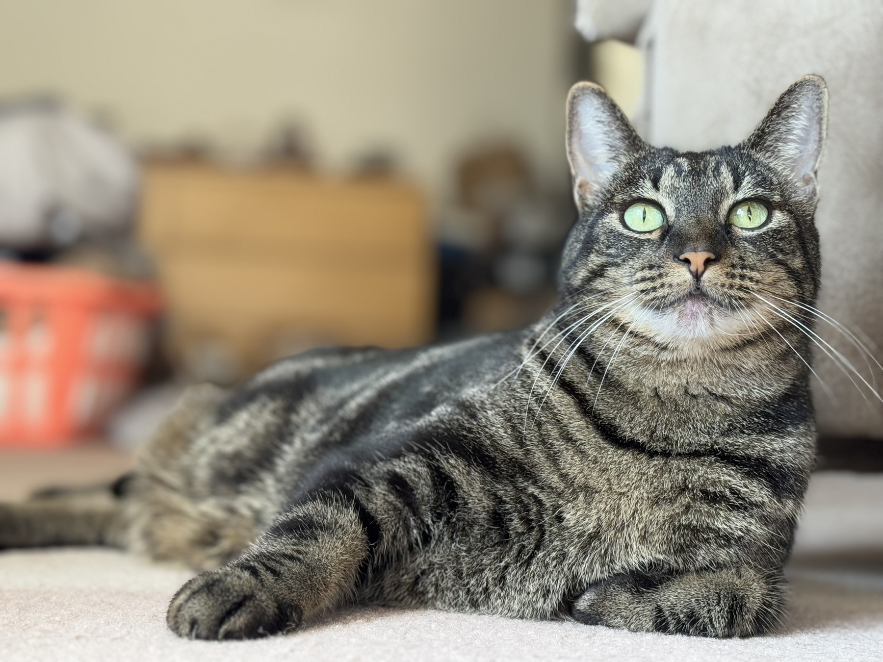 A brown striped kitty lays on a bedroom floor, smiling slightly.