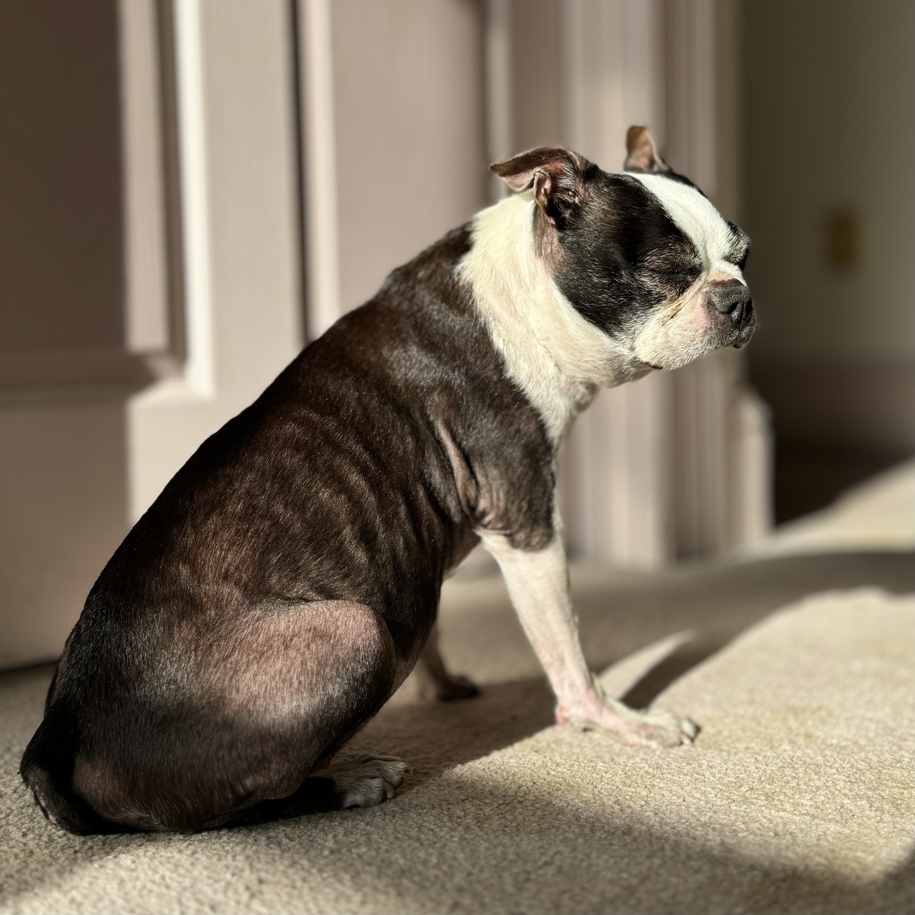 The world’s sweetest and gentlest Boston terrier is sitting droopily in a sunny bit of carpet.