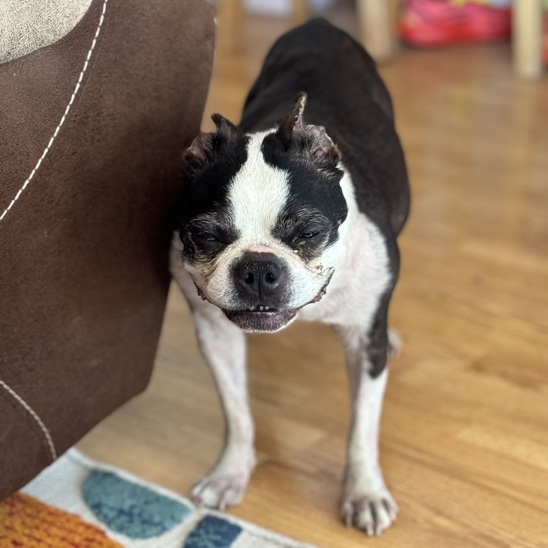 A Boston terrier is panting in the warmth and looks as though she’s laughing. (She just came inside and has plenty of fresh, cool, clean water in a bowl nearby.)
