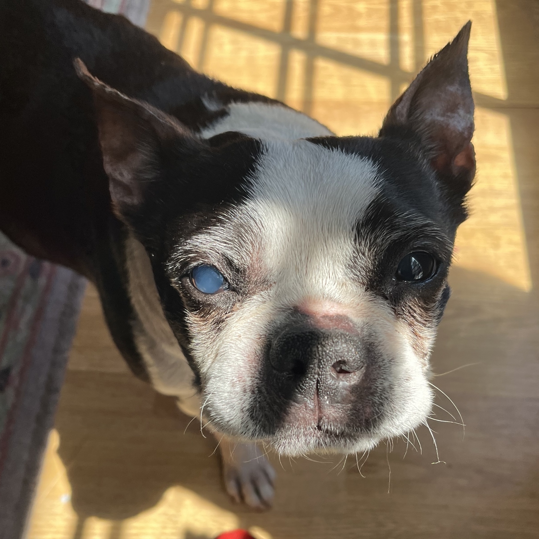 A Boston terrier with the sweetest little face is smiling up at the camera. She’s standing on a wood floor half in, half out of the sun streaming in through a door.