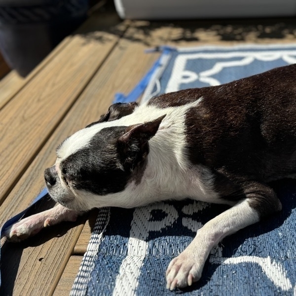 The sweetest Boston terrier ever is laying on a rug on a sunny porch.