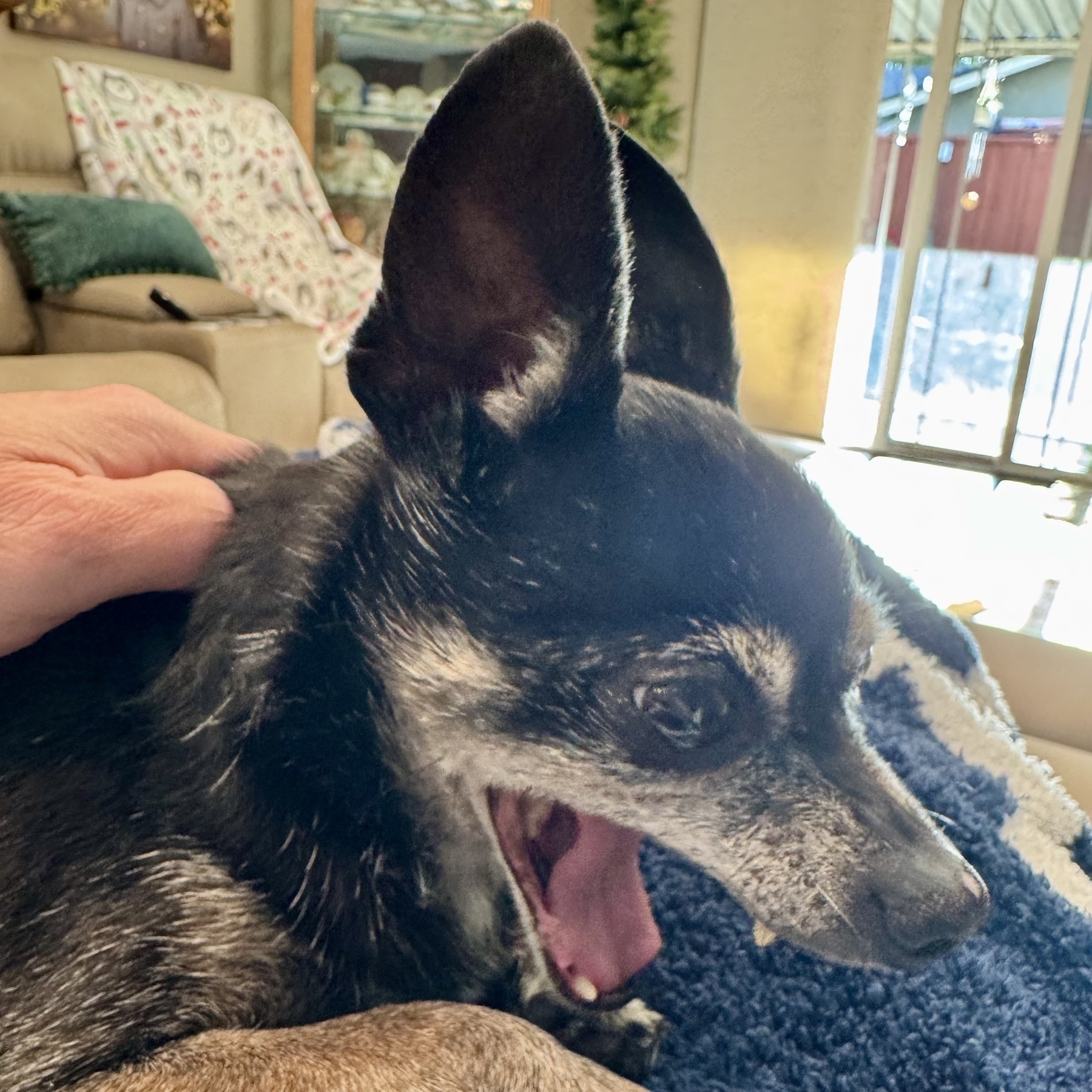 An old black and brown chihuahua mid-yawn, like she’s laughing uproariously.