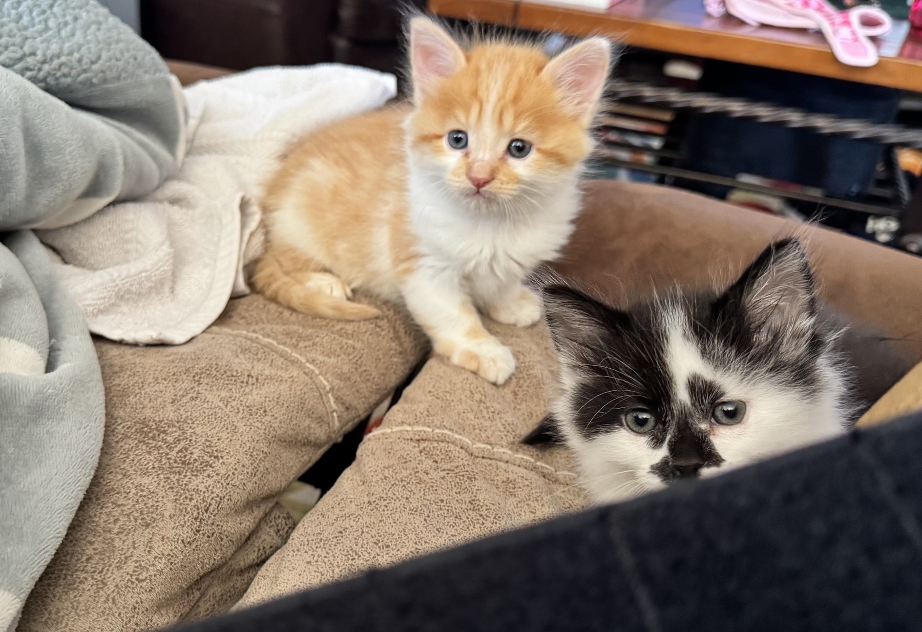 Tiny black kitties, one orange and white and the other black and white, are up close to me and watching my every move with wide, bright eyes.