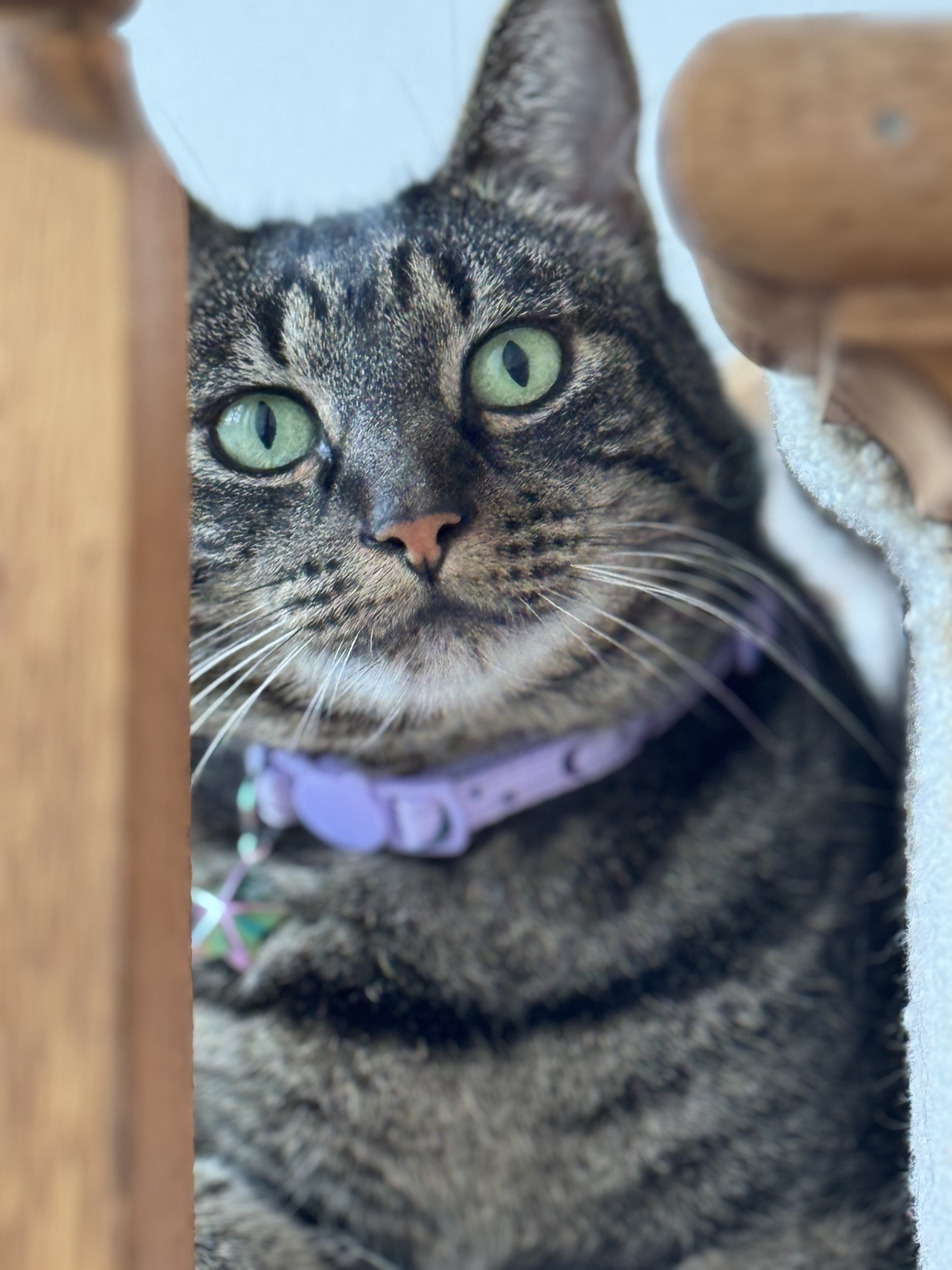 A brown striped kitty with bright green eyes is looking at the camera from between wood risers on a staircase.