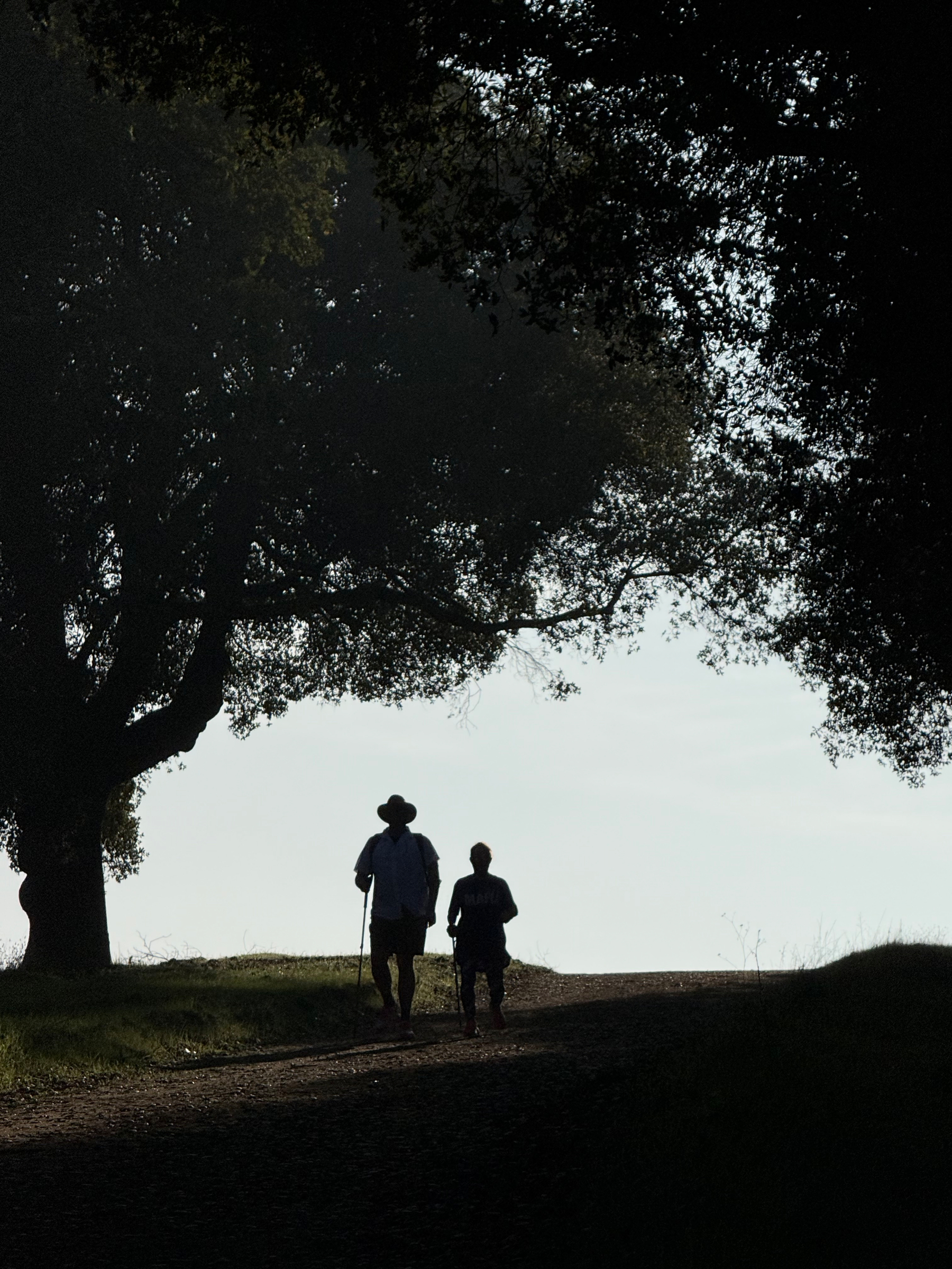 A tall man and short woman are silhouetted against the sky. There are some large trees overhead. Both people are using hiking poles. The man is wearing a brimmed hat.