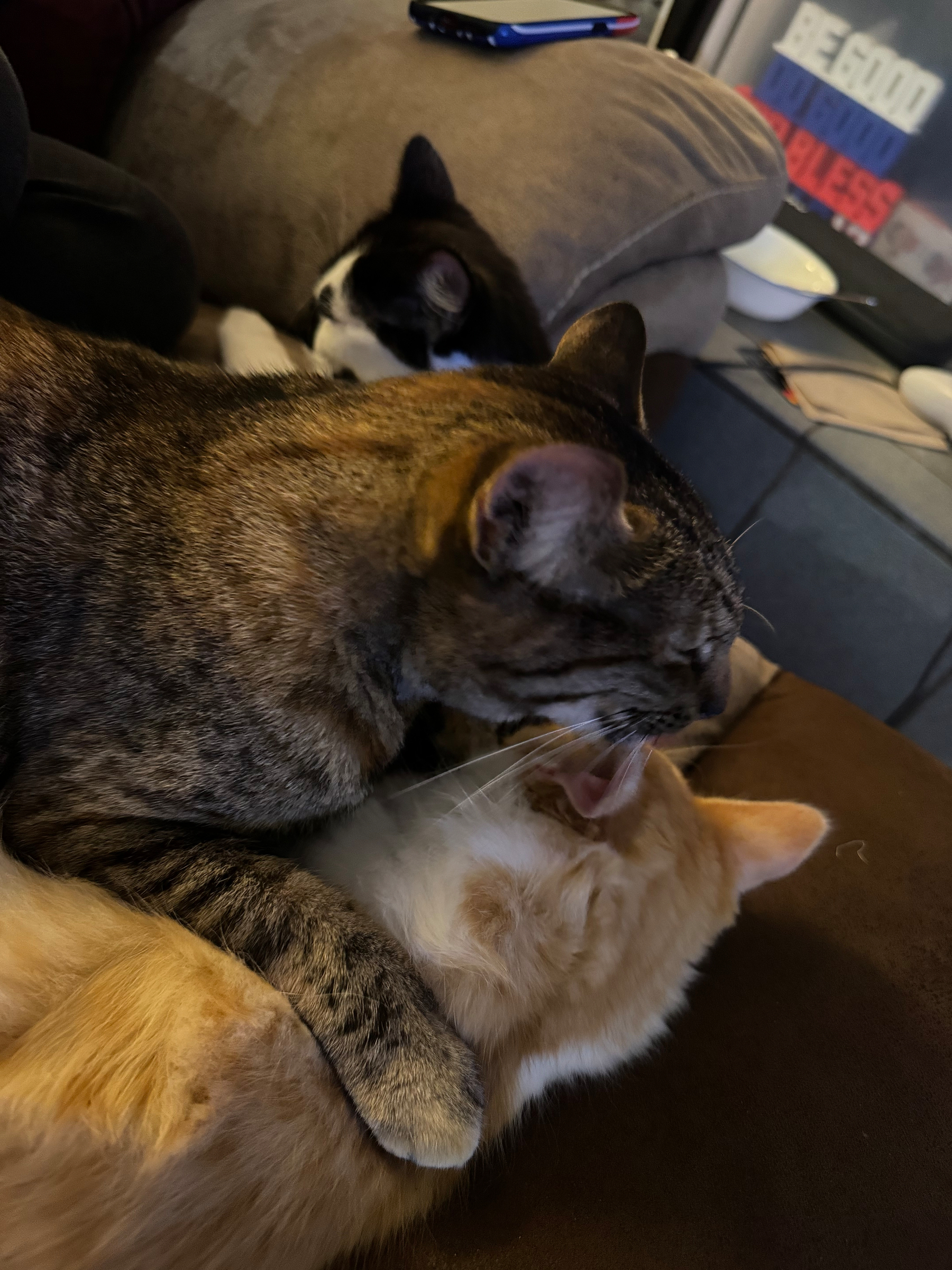 A tortoiseshell cat lays between a yellow and white and a black and white kitten. She’s holding the yellow kitty down and licking it.