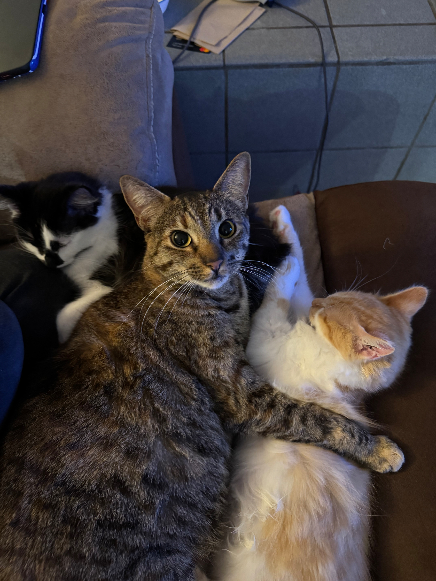 A tortoiseshell cat between a yellow and white kitten and a black and white kitten. She’s. Looking straight into the camera, with her arm around the yellow kitty.