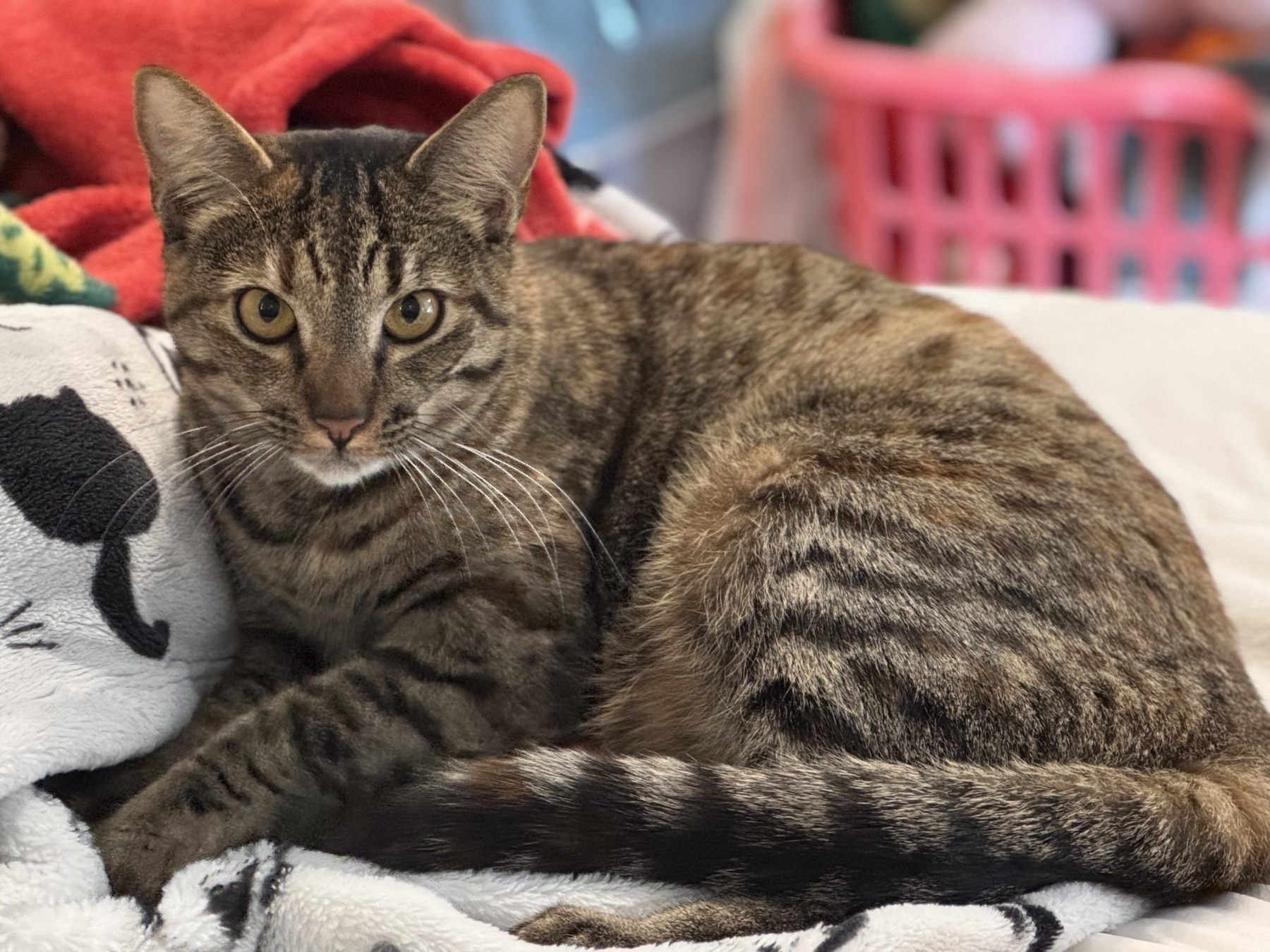 An orange-tinged tortoiseshell kitty with yellow eyes is laying on a fuzzy blanket and looking at the camera. Her tail is wrapped around her.