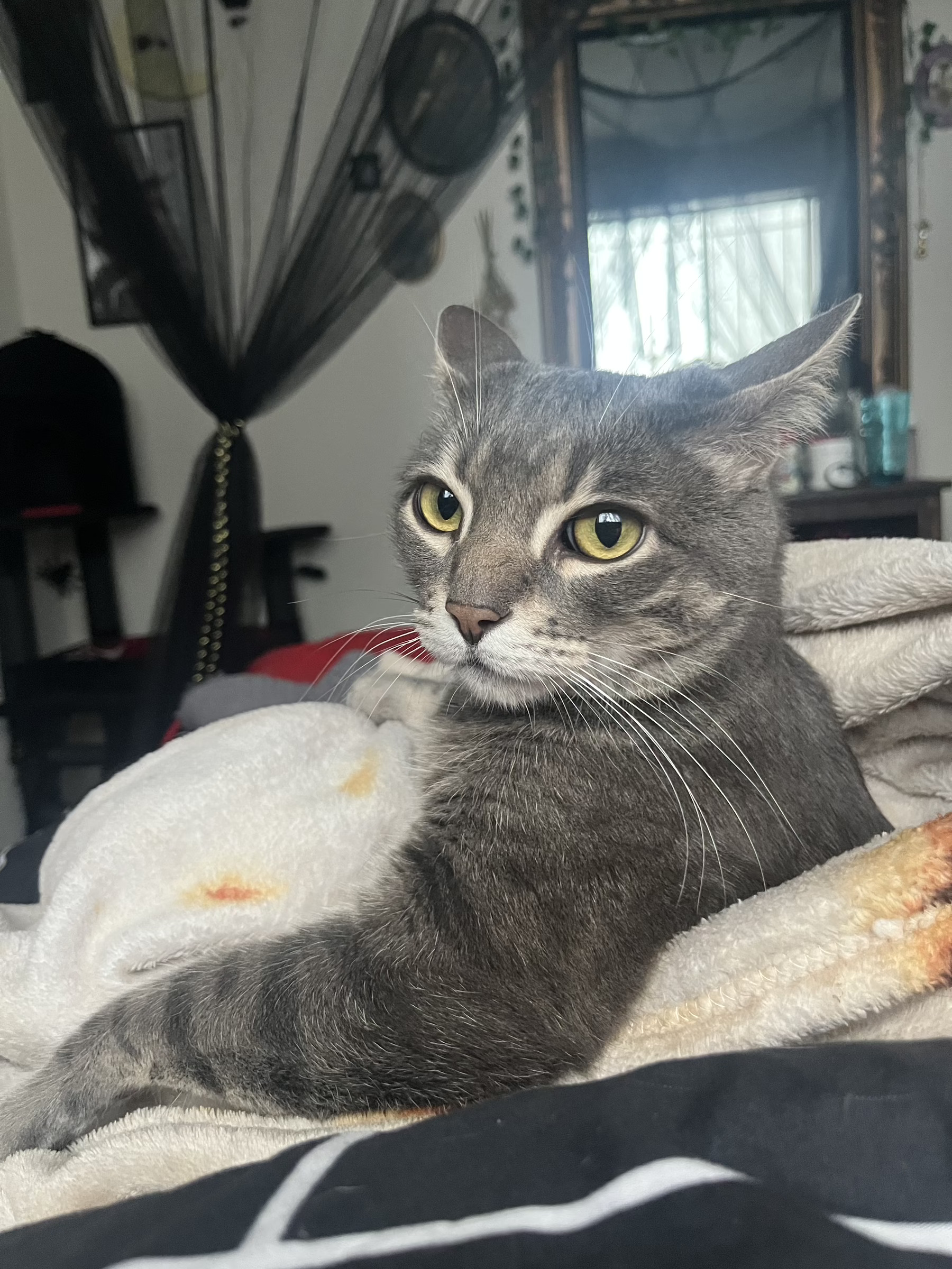 A grey and white striped kitty sits on a bed, his arm draped nonchalantry across the back of a blanket. He's staring into the camera with his yellow-green eyes as if to say, "oh, hey, how ya doing?"