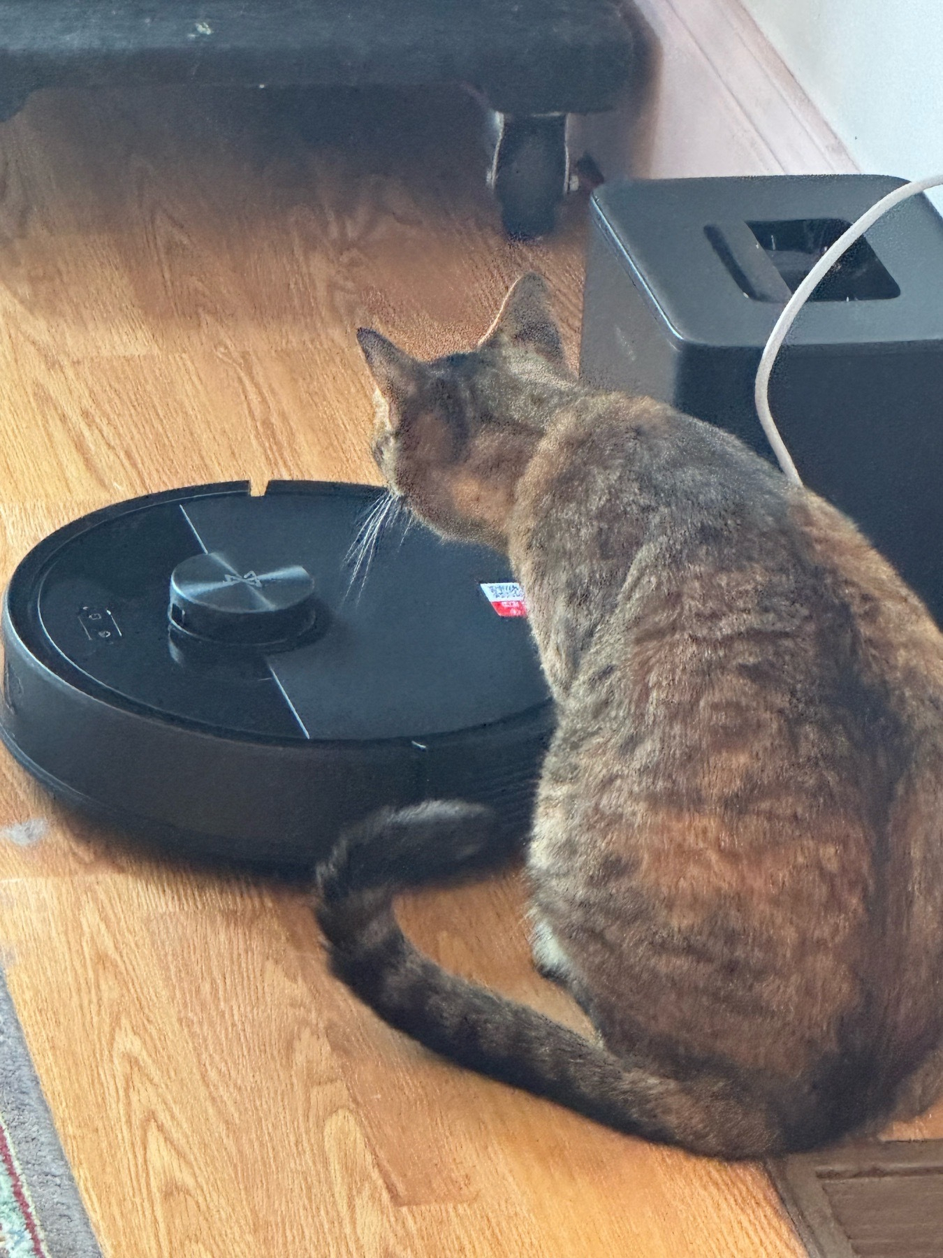 A brown and orange kitty is peering closely and skeptically at a robot vacuum plugged into its dock on a hardwood floor.